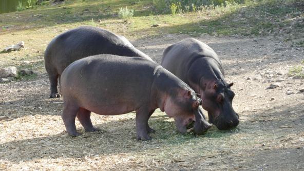 Namibia Düsternbrook Guestfarm Flusspferde Hippos