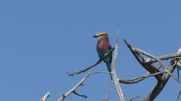 Namibia Lilac breasted roller Gabelracke Vogel Birding Etosha