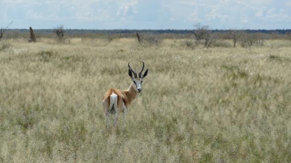 Namibia Etosha Nationalpark Schwarznasen Impala