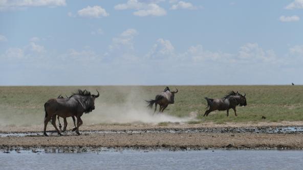 Namibia Etosha Nationalpark Gnu Andoni Ebene