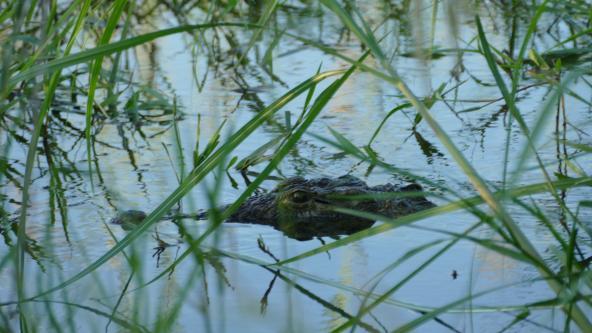 Namibia Caprivi Kavango Fluss Krokodil 