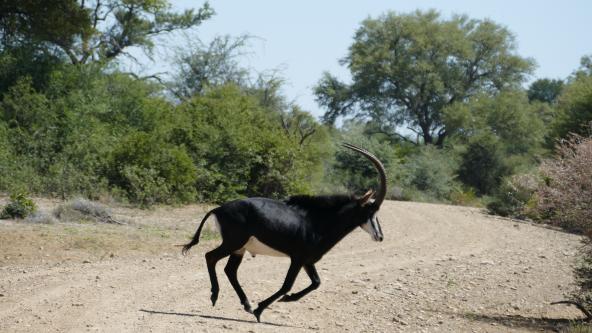 Namibia Bwabwata Nationalpark Mahango Core Area Rappenantilope