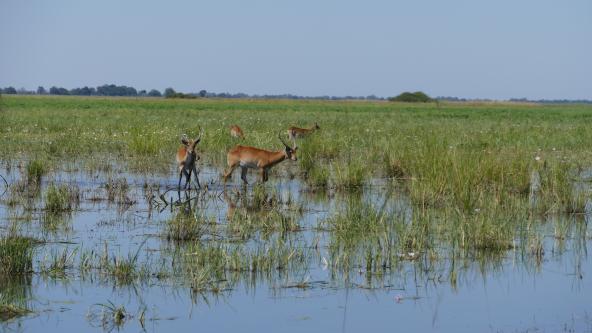 Namibia Bwabwata Nationalpark Mahango Core Area Kavango Fluss Lechwe