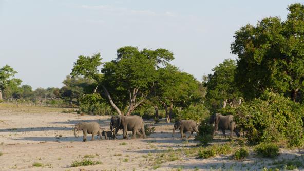 Namibia KAZA Bwabwata Nationalpark Elefanten Kwando Area