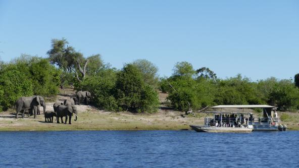 Botswana Chobe Nationalpark Boot Fluss Elefanten Safari