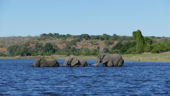 Botswana Chobe Nationalpark Elefanten im Fluss