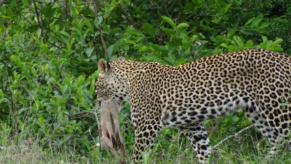 Leopard auf Jagd Krüger Nationalpark Südafrika Pirschfahrt Big 5