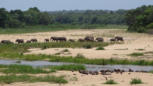 Krüger Nationalpark Südafrika Big 5 Safari Elefanten