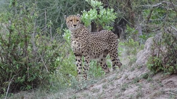 Gepard Südafrika Safari