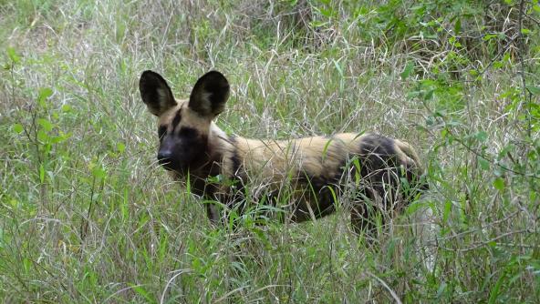 Afrikanischer Wildhund Südafrika Safari