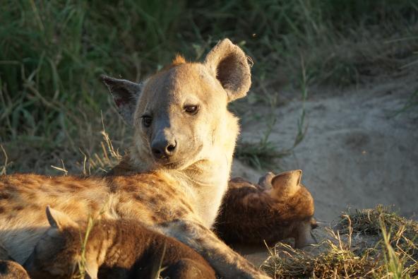 Hyäne Tierkinder Safari Pirschfahrt Südafrika