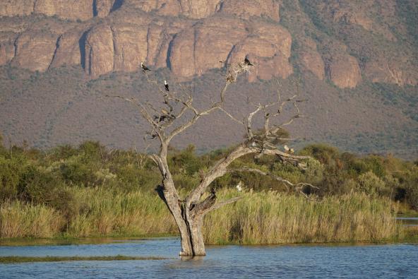 Marakele Nationalpark Südafrika Safari Vogelbeobachtung