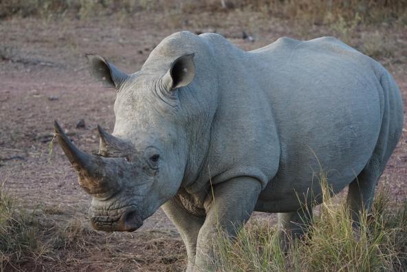 Breitmaulnashorn Südafrika Safari Big 5