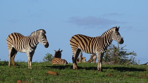 Zebras Selbstfahrer Addo Elephant Nationalpark Südafrika Garden Route