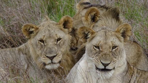 Löwen Big 5 Safari Kariega Game Reserve