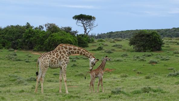 Kariega Game Reserve Pirschfahrt Giraffe Baby Tierkind Südafrika