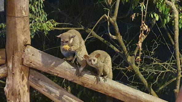 Bushbaby Fütterung