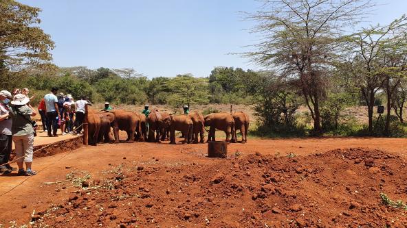 David Sheldrick Wildlife Trust