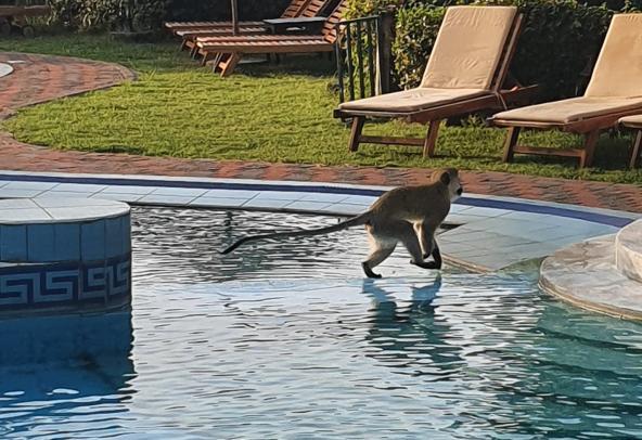 Affe am Pool