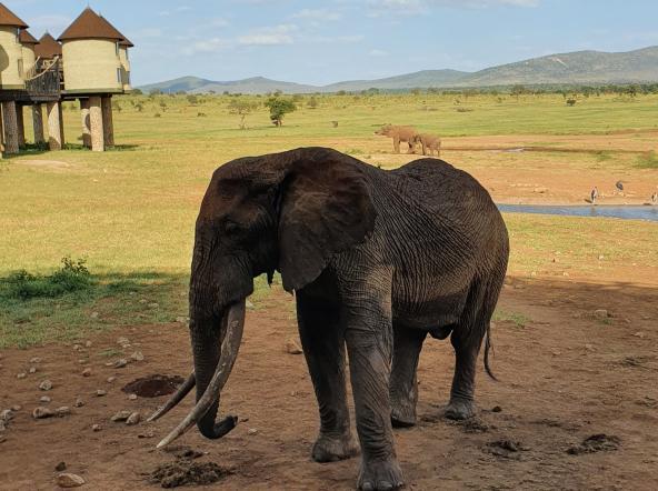 Elefant an der Unterkunft