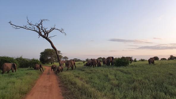 Elefanten Amboseli