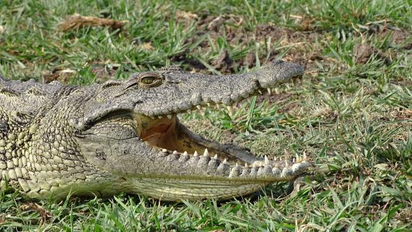 Botswana Chobe Nationalpark Krokodil