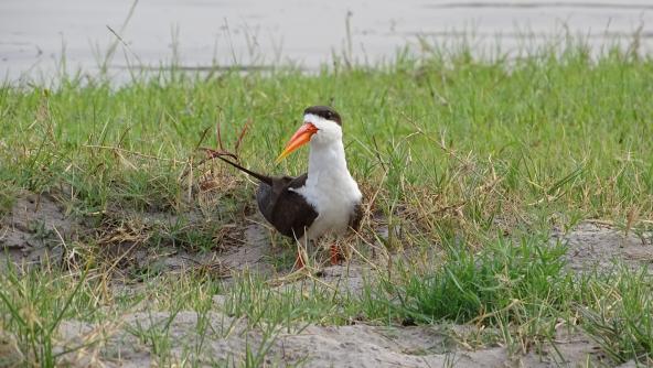 Botswana Chobe Nationalpark Scherenschnabel Vogel