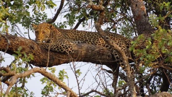 Botswana Chobe Nationalpark Leopard