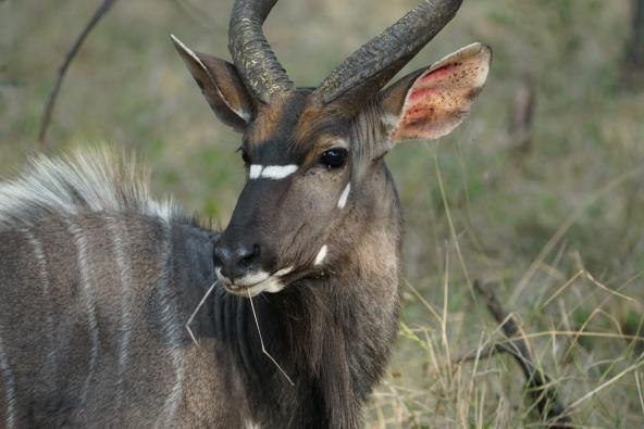 Ruaha Nationalpark Kudu