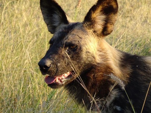 Selous Game Reserve Wildhund