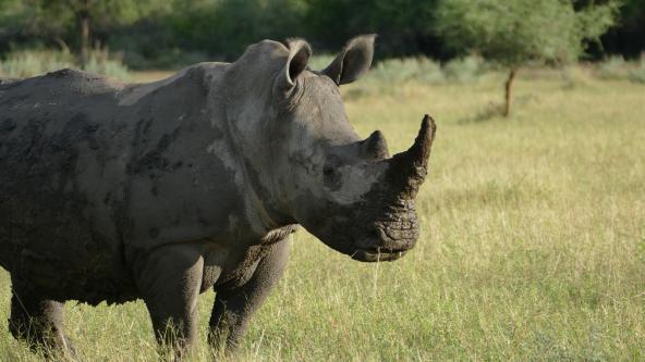 Namibia Nashorn Ghaub Lodge Otavi Bergland