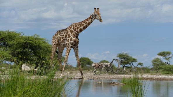 Namibia Giraffe Etosha Onguma Hide