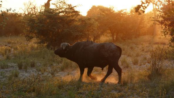 Namibia Büffel Kwando Core Area Bwabwata Nationalpark Caprivi