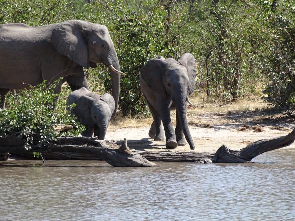 Selous Game Reserve Elefanten