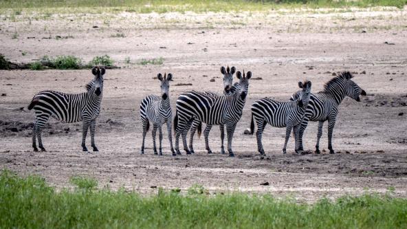 Zebras in Tansanias Süden