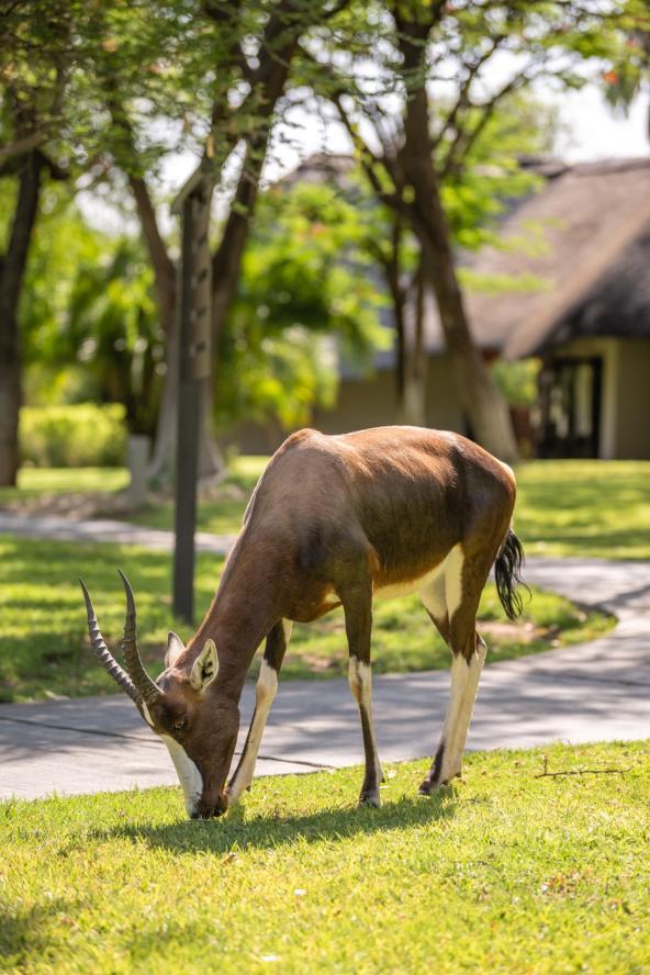 Mokuti Etosha Lodge - Gelände mit Tieren