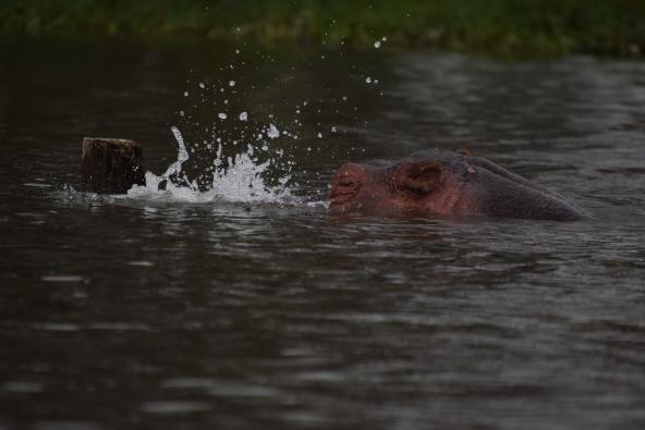 Hippo Lake Naivasha