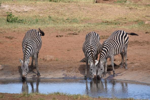 Zebras am Wasserloch