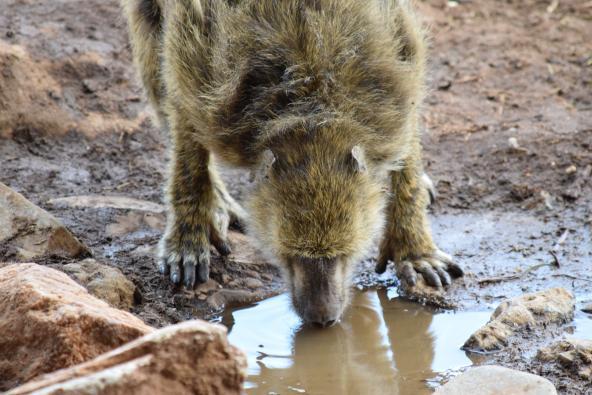 Affe am Wasserloch