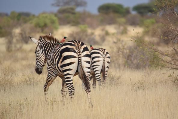 Zebras Tsavo