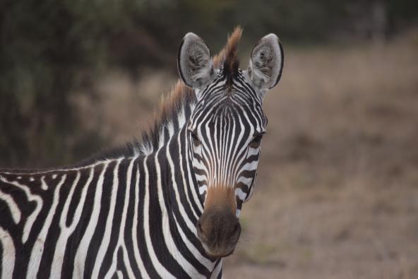 Zebra Amboseli