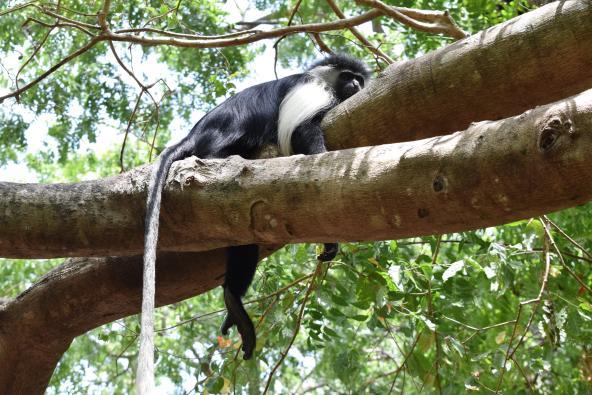 Colobus Affe