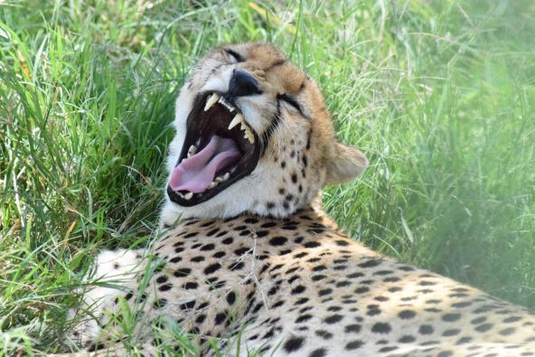 Gepard Masai Mara