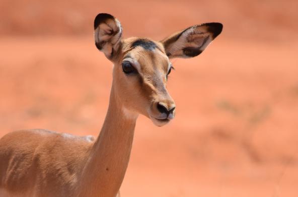 Impala Tsavo Ost