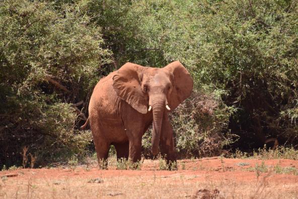 Roter Elefant Tsavo Ost