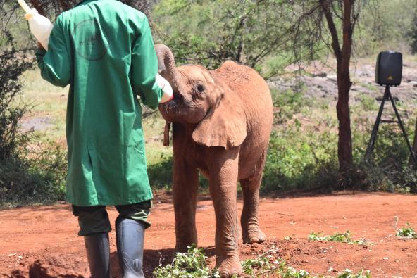 David Sheldrick Wildlife Trust