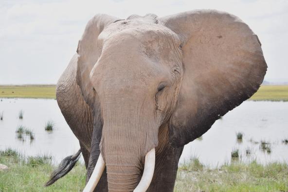 Elefant Amboseli