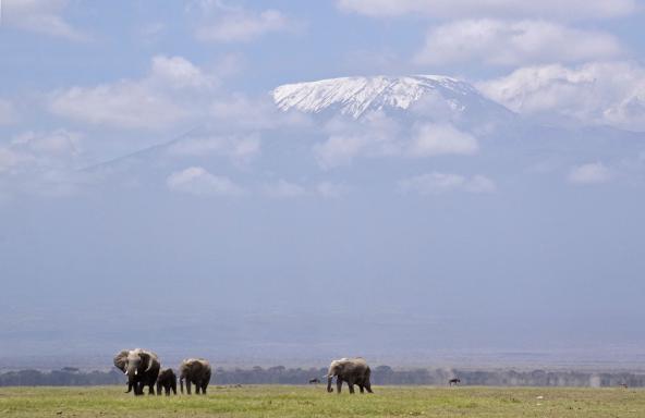 Elefanten vor dem Kilimanjaro