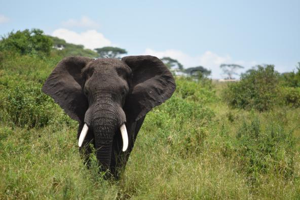 Serengeti Elefant