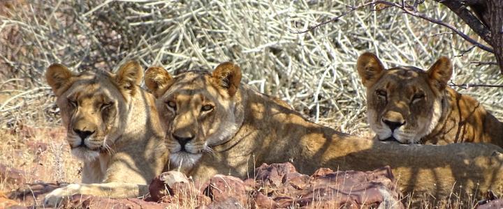 Löwen Damaraland Namibia Safari Pirschfahrt Löwinnen Afrika Reiseblog